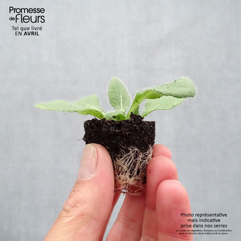 Example of Rudbeckia hirta Sunbeckia Luna Mini zolla Ø 1,5/2,5 cm as you get in printemps