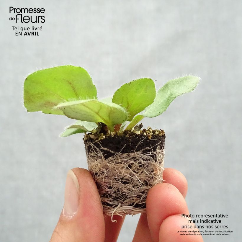 Rudbeckia hirta Sunbeckia Mia Mini zolla Ø 1,5/2,5 cm esemplare consegnato in primavera