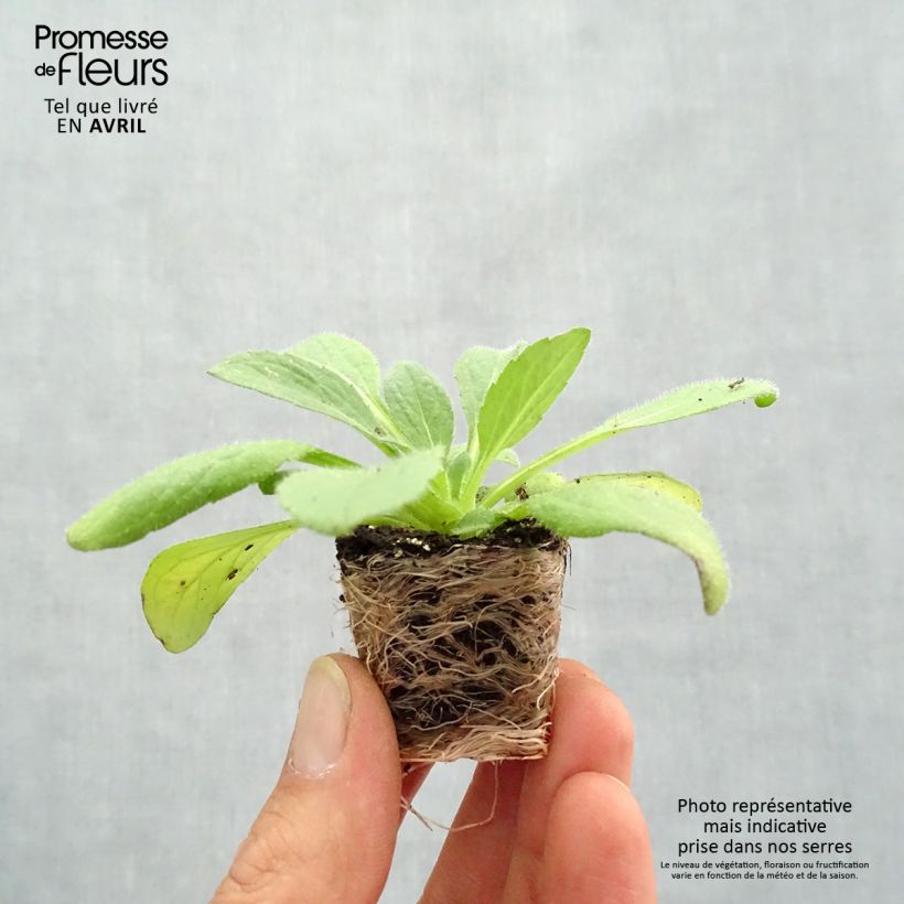 Example of Rudbeckia hirta Sunbeckia Ophelia Mini zolla Ø 1,5/2,5 cm as you get in printemps