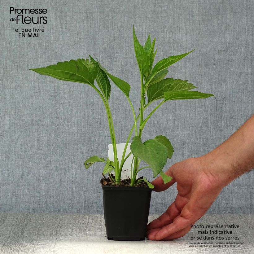 Rudbeckia fulgida Early Bird Gold Vasetto da 8/9 cm esemplare consegnato in primavera