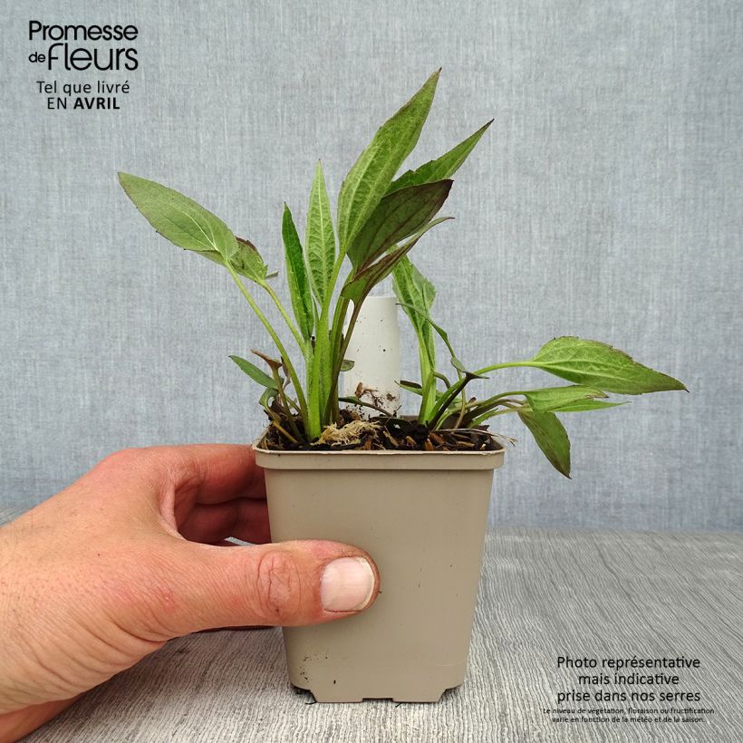 Example of Rudbeckia fulgida Forever Gold Vasetto da 8/9 cm as you get in printemps