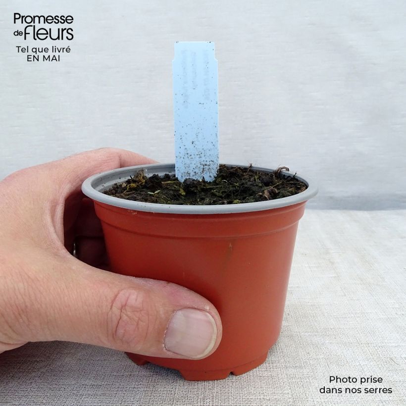 Example of Rudbeckia fulgida Goldsturm Vasetto da 8/9 cm as you get in printemps