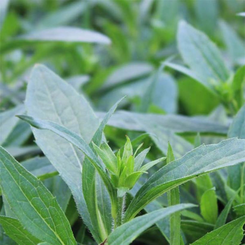 Rudbeckia fulgida var.sullivantii Little Goldstar (Foliage)