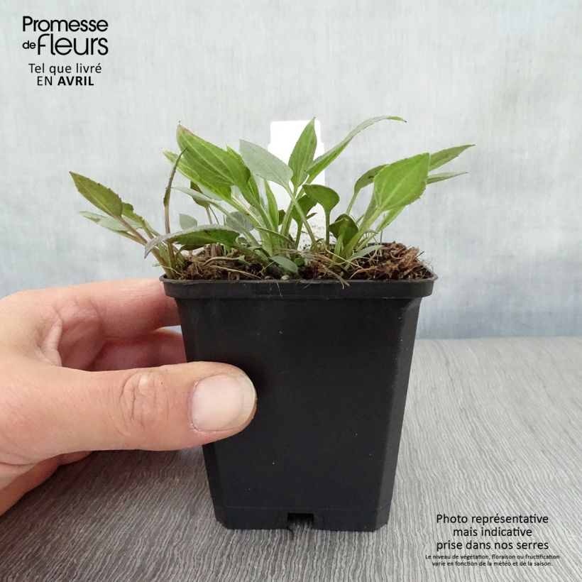 Example of Rudbeckia fulgida var.sullivantii Little Goldstar Vasetto da 8/9 cm as you get in printemps