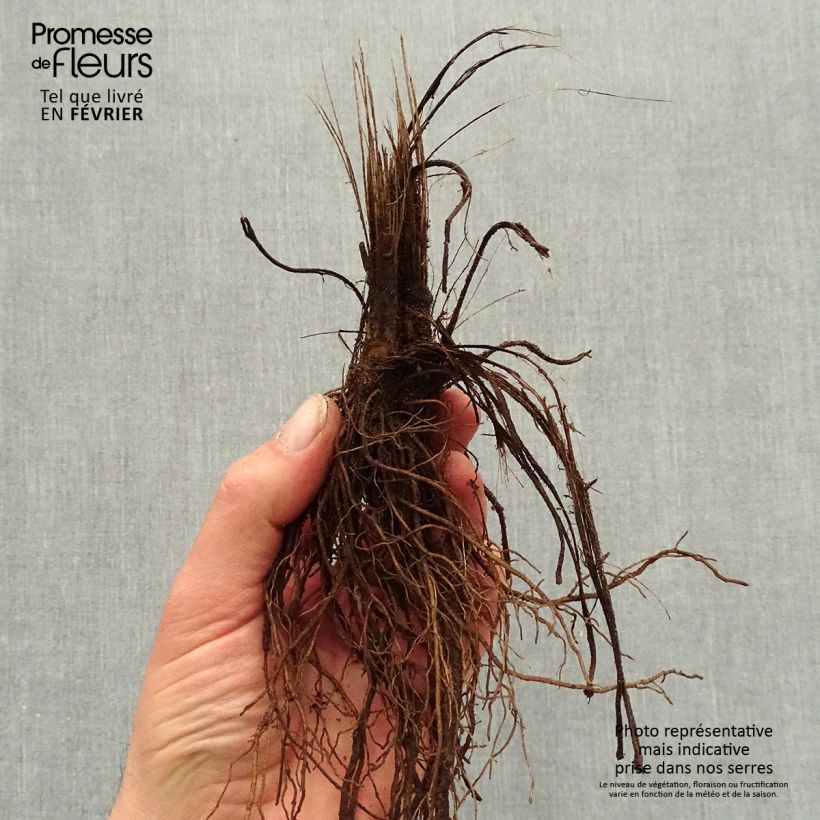 Rudbeckia fulgida var. sullivantii Pot of Gold Piante piccole a radice nuda esemplare consegnato in inverno