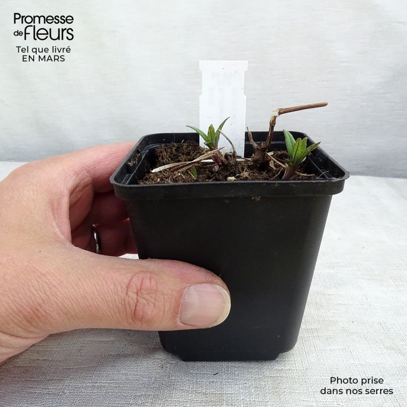 Example of Rudbeckia laciniata Goldquelle Vasetto da 8/9 cm as you get in printemps