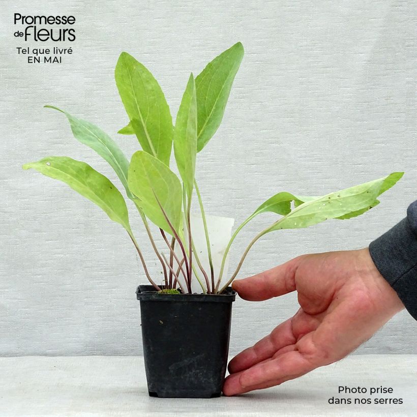 Rudbeckia maxima Vasetto da 8/9 cm esemplare consegnato in primavera