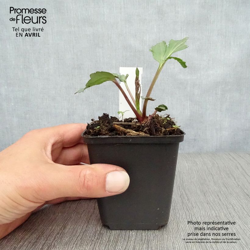 Rudbeckia nitida Herbstsonne Vasetto da 8/9 cm esemplare consegnato in primavera