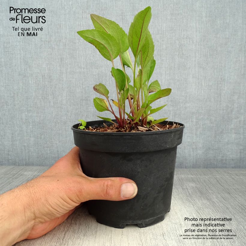 Rudbeckia occidentalis Green Wizard Vaso da 2L/3L esemplare consegnato in primavera