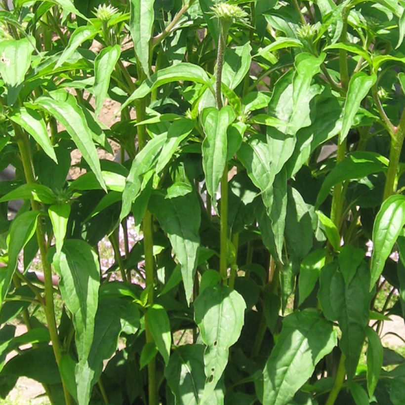 Echinacea Tiki Torch (Foliage)