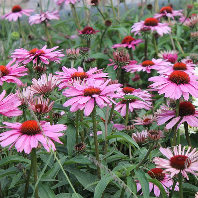 Echinacea purpurea Magnus (Flowering)