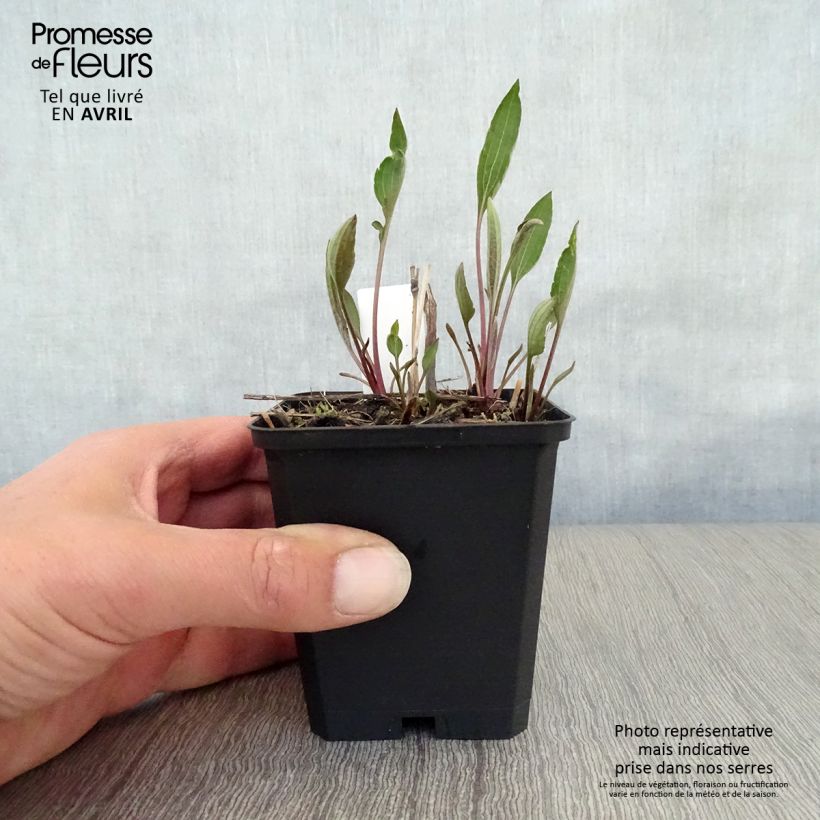 Rudbeckia subtomentosa Henry Eilers Vasetto da 8/9 cm esemplare consegnato in primavera