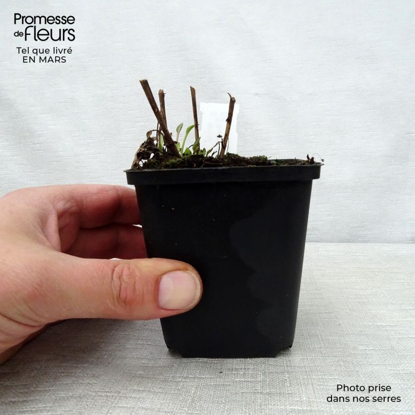 Example of Rudbeckia subtomentosa Little Henry Vasetto da 8/9 cm as you get in printemps