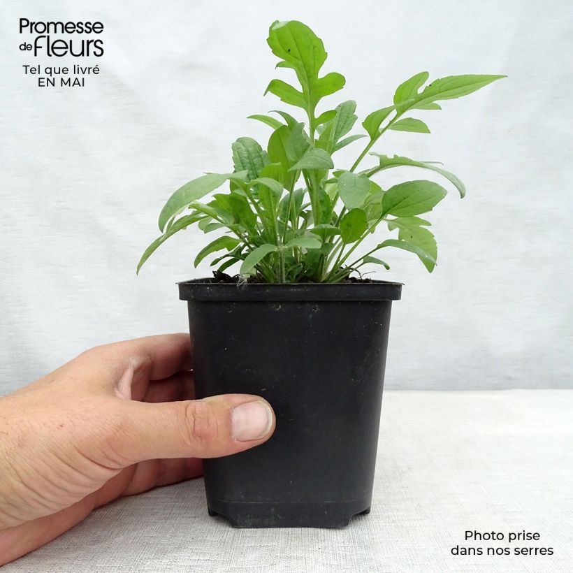 Rudbeckia triloba Vasetto da 8/9 cm esemplare consegnato in primavera