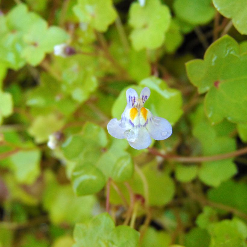 Cymbalaria muralis - Ciombolino comune (Flowering)
