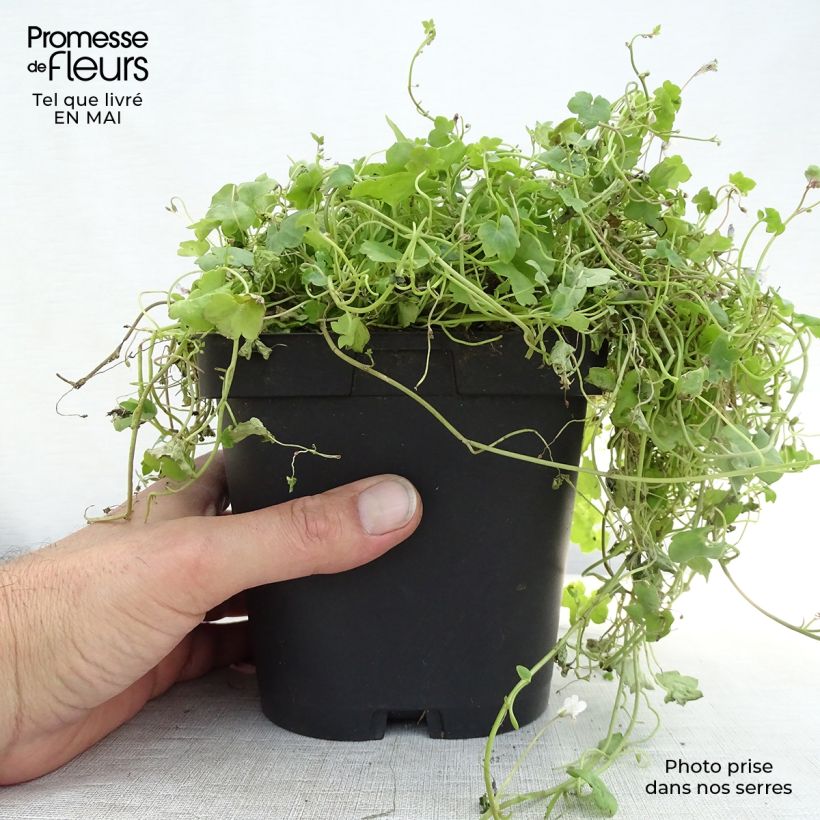 Example of Cymbalaria muralis - Ciombolino comune Vasetto da 8/9 cm as you get in printemps