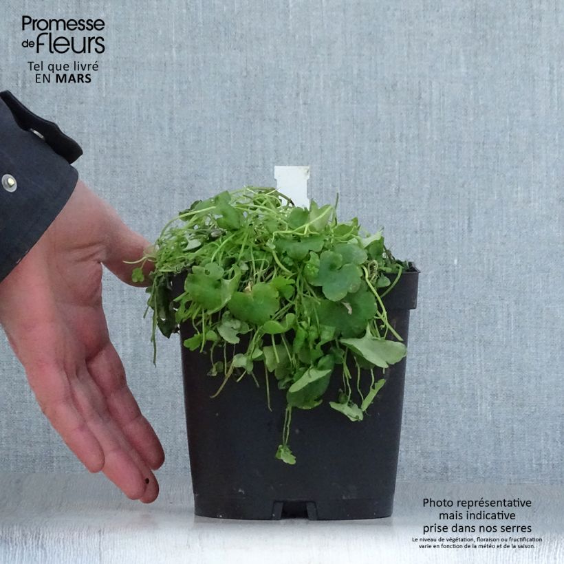 Example of Cymbalaria muralis - Ciombolino comune Vaso da 2L/3L as you get in printemps