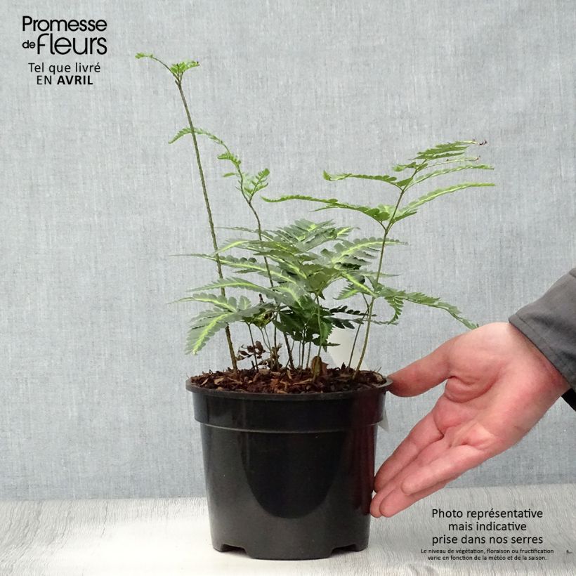 Rumohra adiantiformis Variegata - Fougère des fleuristes panachée Vaso da 2L/3L esemplare consegnato in primavera