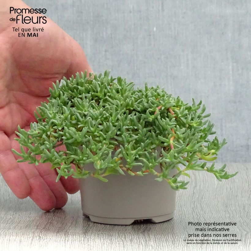 Ruschia prostrata Vasetto da 8/9 cm esemplare consegnato in primavera