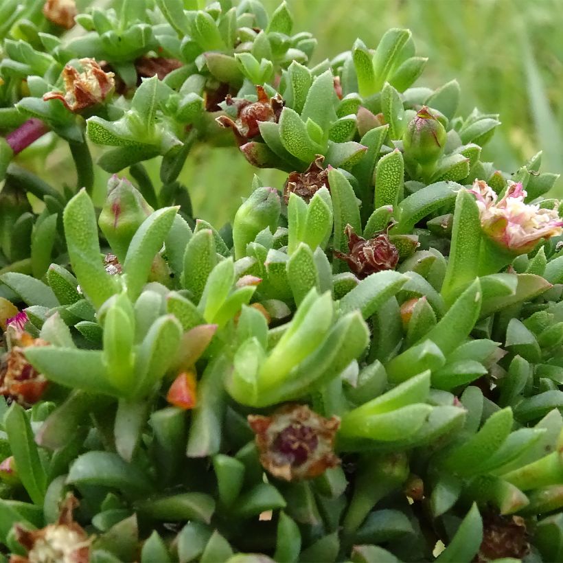 Ruschia prostrata (Fogliame)