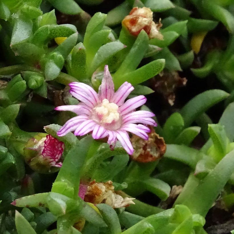 Ruschia prostrata (Fioritura)