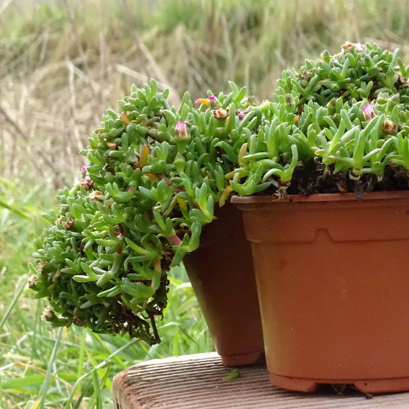 Ruschia prostrata (Porto)