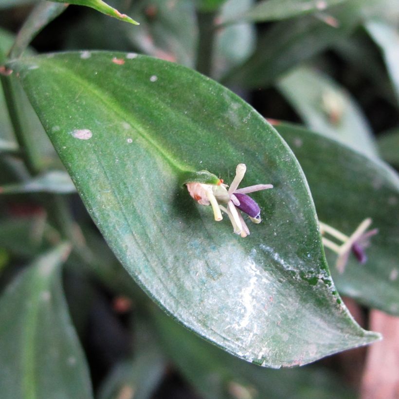 Ruscus hypoglossum - Ruscolo maggiore (Fioritura)