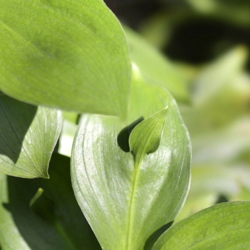 Ruscus hypoglossum - Ruscolo maggiore (Fogliame)