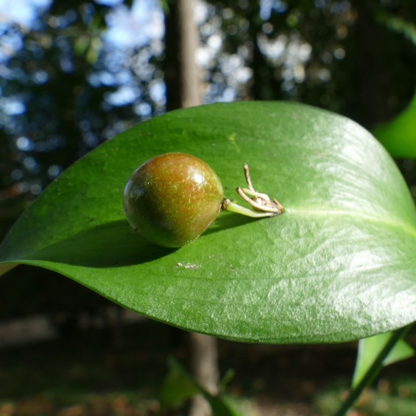 Ruscus hypoglossum - Ruscolo maggiore (Raccolta)