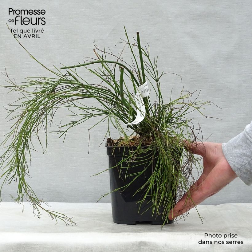 Example of Russelia equisetiformis - Russelia equisetiforme Vaso da 3L/4L as you get in printemps