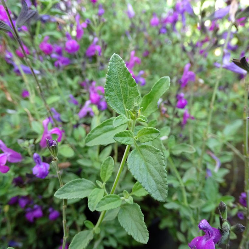 Salvia greggii ARCTIC BLAZE Purple (Foliage)