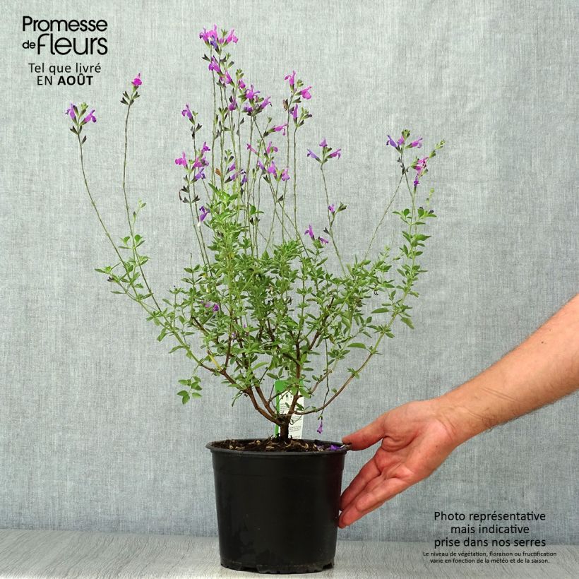 Esemplare di Salvia greggii ARCTIC BLAZE Purple Vaso da 2L/3L consegnato in estate