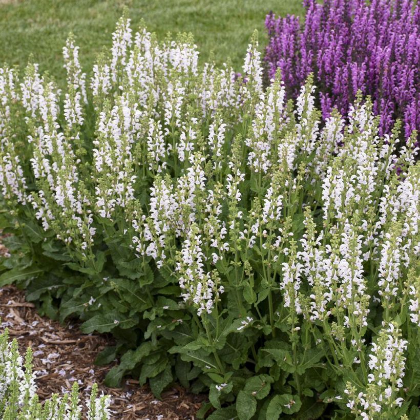Sauge Spires Snow Kiss - Salvia hybrida (Porto)