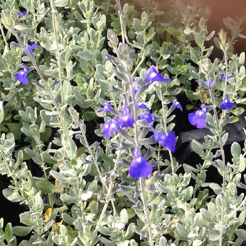 Sauge germandrée - Salvia chamaedryoides var. isochroma (Fogliame)