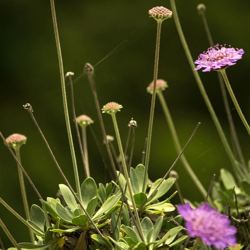 Scabiosa ou Lomeliosa cretica - Scabieuse de Crète (Fogliame)