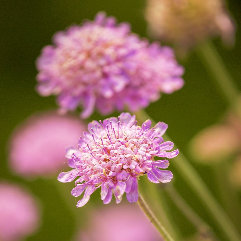 Scabiosa ou Lomeliosa cretica - Scabieuse de Crète (Fioritura)
