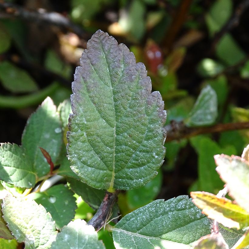 Spirea japonica Merlo Green - Spirea del Giappone (Fogliame)