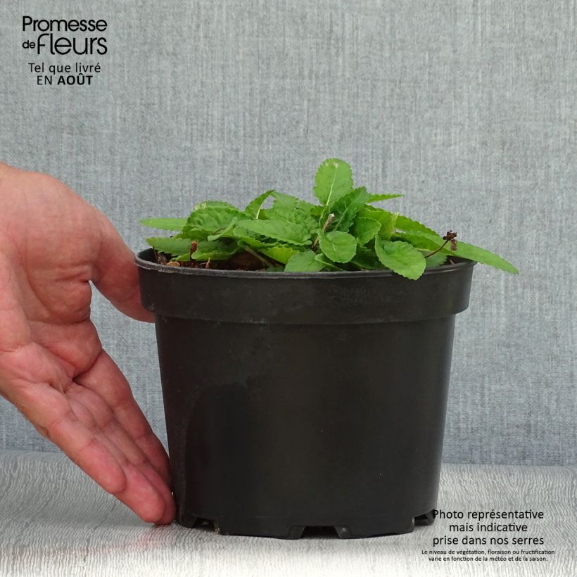 Esemplare di Stachys monieri Hummelo Vaso da 2L/3L consegnato in estate
