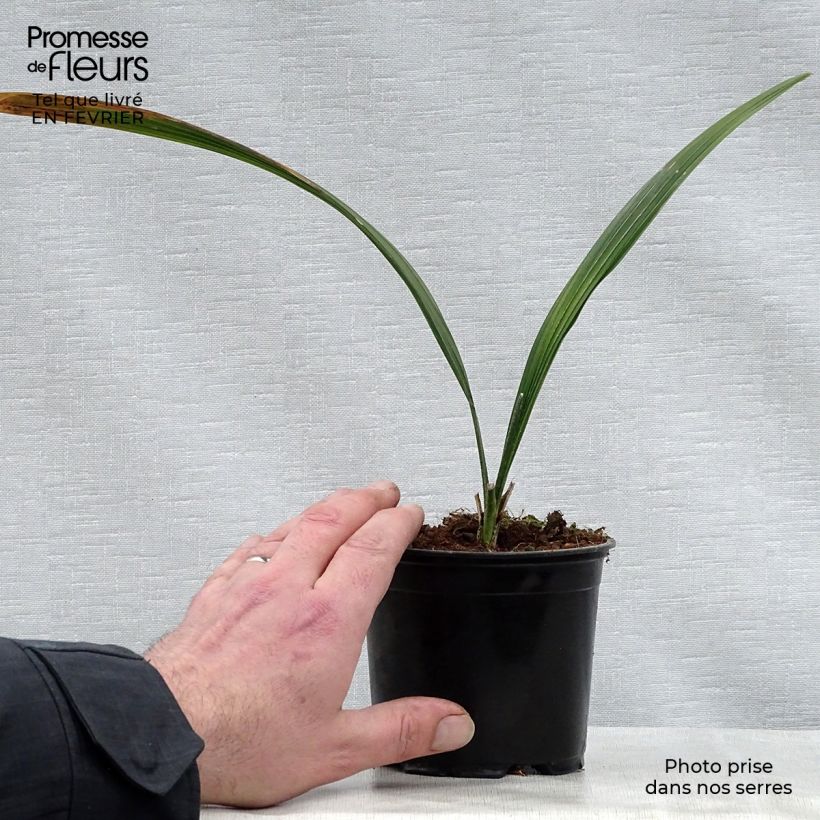 Example of Sabal bermudana - Bermuda palmetto Vaso da Ø 12 cm / 13 cm as you get in hiver