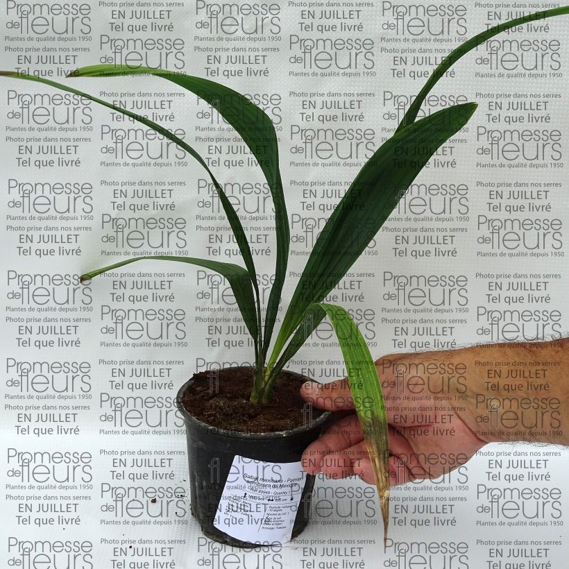 Esemplare di Sabal mexicana Vaso da Ø 12 cm / 13 cm consegnato in estate