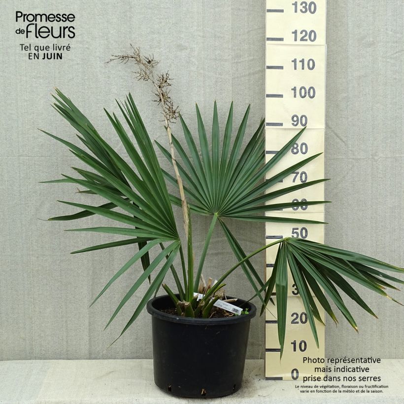 Esemplare di Sabal minor Vaso da 7,5L/10L consegnato in estate