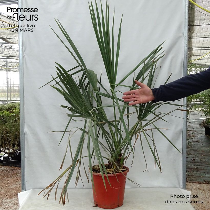 Sabal palmetto Vaso da 7,5L/10L esemplare consegnato in primavera