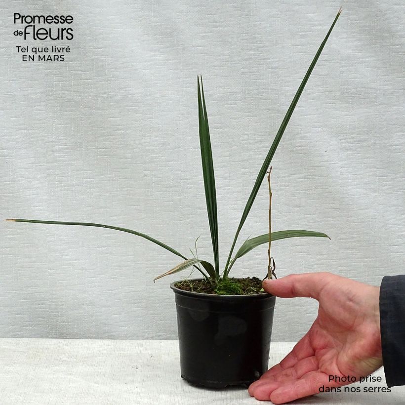 Sabal palmetto Vaso da Ø 12 cm / 13 cm esemplare consegnato in primavera
