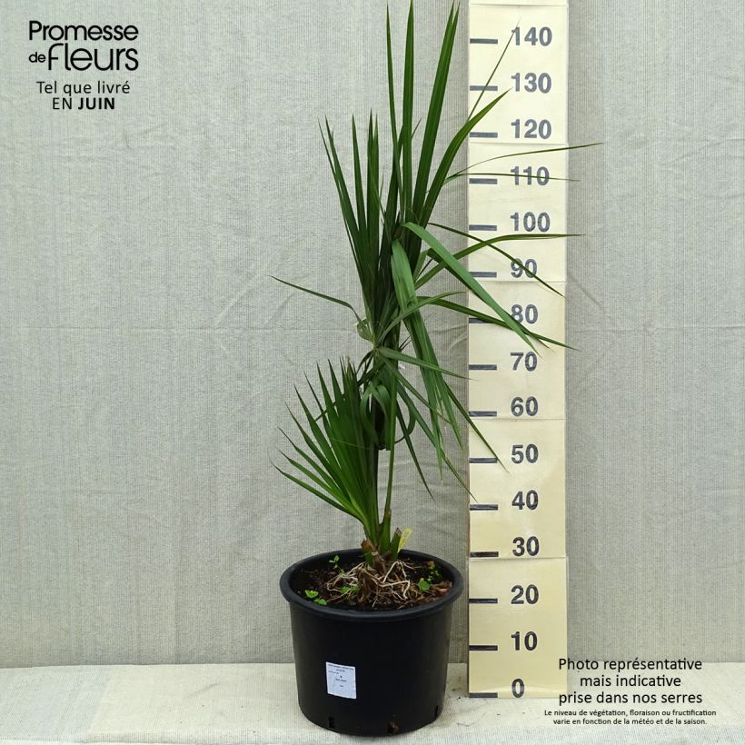 Sabal palmetto Vaso da 20L/25L esemplare consegnato in primavera