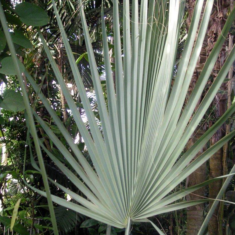 Sabal uresana (Foliage)
