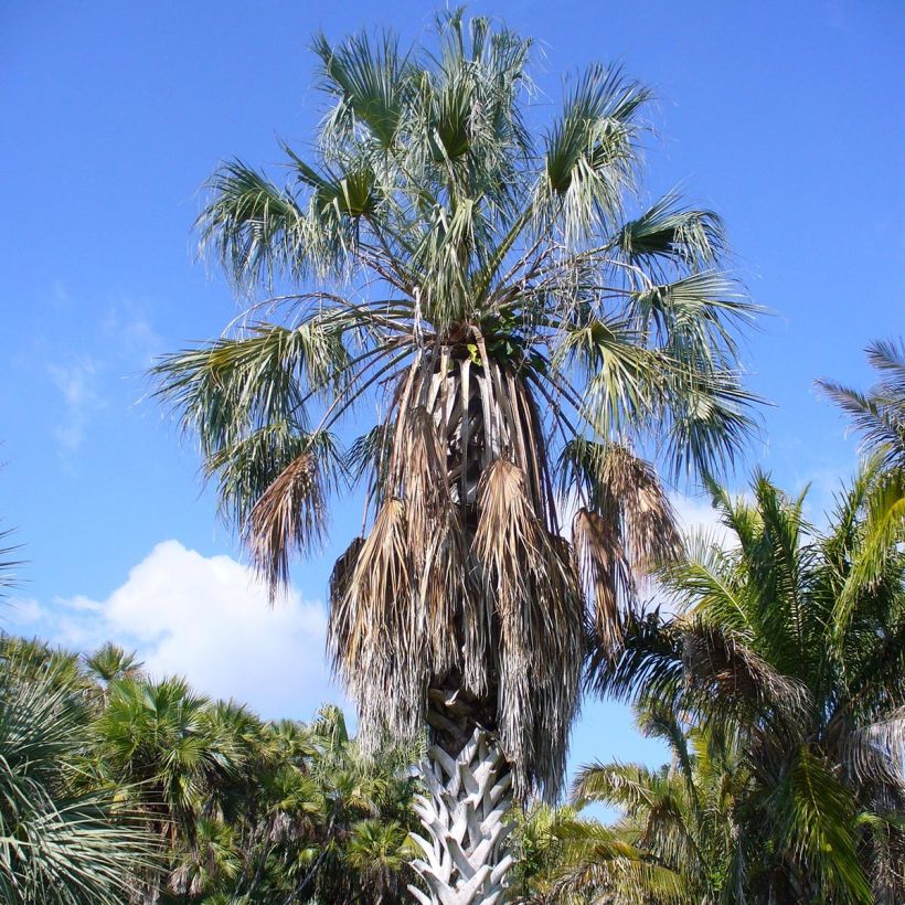 Sabal uresana (Plant habit)