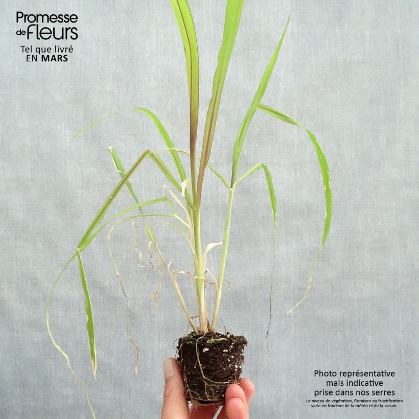 Saccharum officinarum violaceum - Canna da zucchero mini zolla... esemplare consegnato in primavera