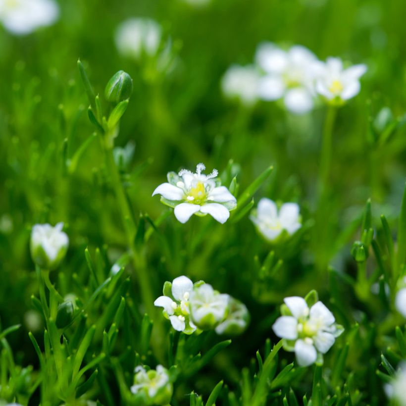 Sagina Green Moss - Muschio irlandese (Fioritura)