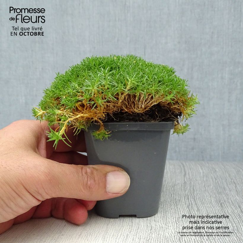 Esemplare di Sagina Pine Green - Muschio irlandese Vasetto da 8/9 cm come consegnato in autunno