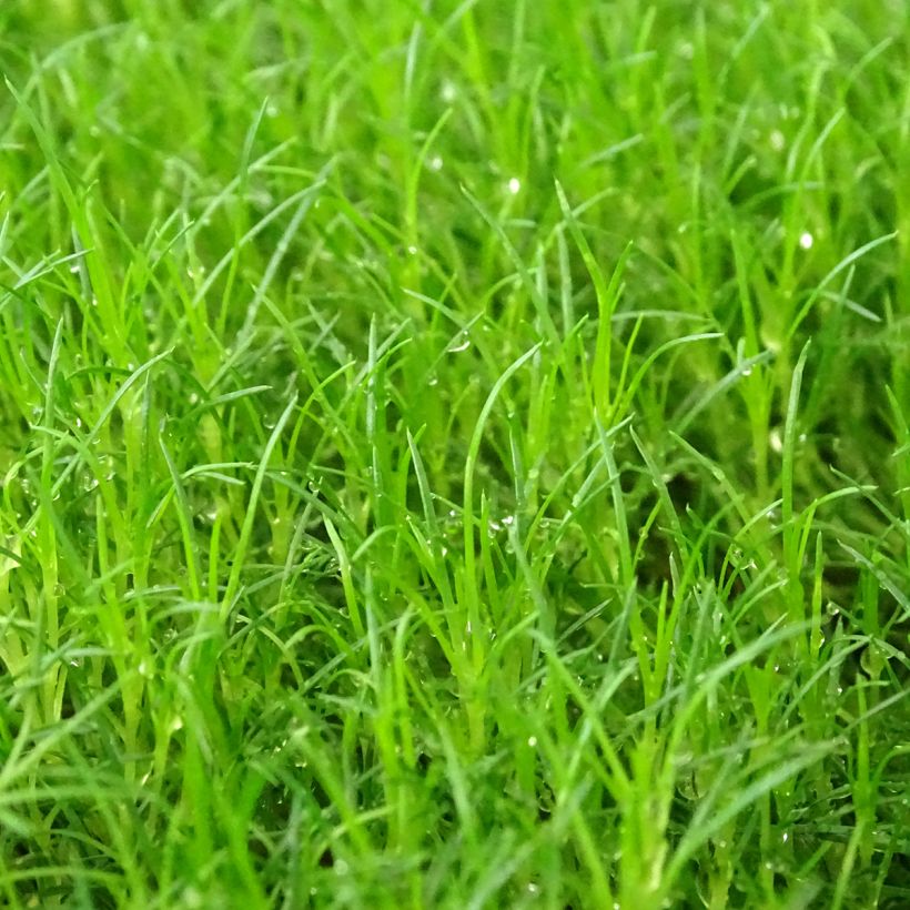 Sagina Scottish Moss - Muschio irlandese (Fogliame)